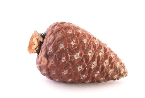 Pine cone(high key) Stock Photos