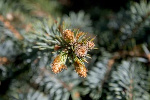 Pine Cones Against a Blurred Background Stock Photos