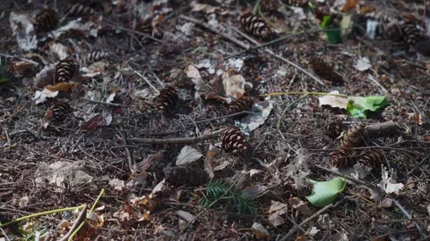 Pine Cones Amidst Leaf Litter on Woodland Ground Stock Footage 256955279