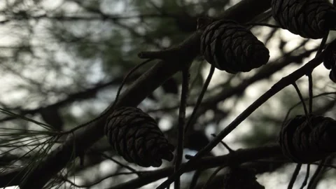Pine Cones Among Branches. Stock Footage 257207049