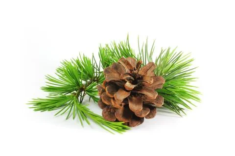 Pine cones and branch Stock Photos