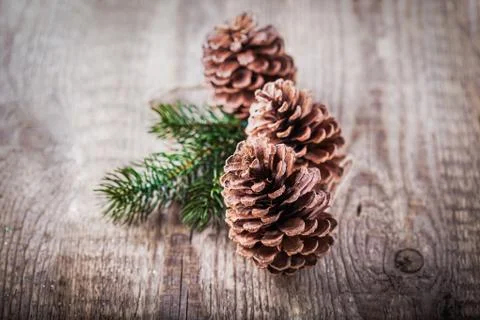 Pine cones and branch Stock Photos