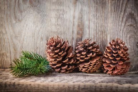 Pine cones and branch Stock Photos