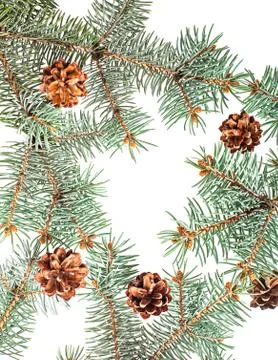 Pine cones and branches assortment isolated on white background Stock Photos