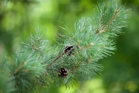 The pine cones and branches, shallow focus, background blur. Christmas theme. Stock Photos