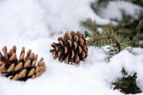 Pine cones and evergreen branches on snow. Stock Photos