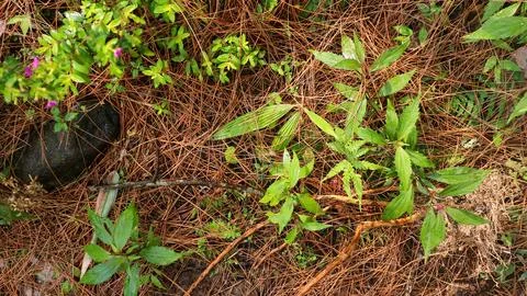 Pine cones and fallen pine leaves lay on the ground, surrounded by grass an.. Stock Photos