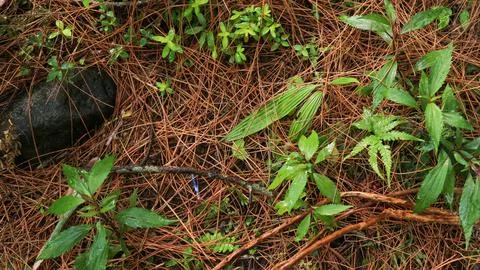 Pine cones and fallen pine leaves lay on the ground, surrounded by grass an.. Stock Photos