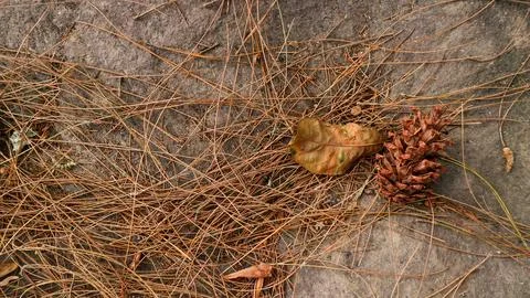 Pine cones and fallen pine leaves lay on the ground, surrounded by grass an.. Stock Photos