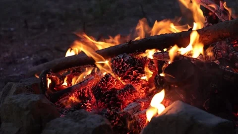 Pine Cones and Firewood Burning on Campfire in the Evening Stock Footage 303522663