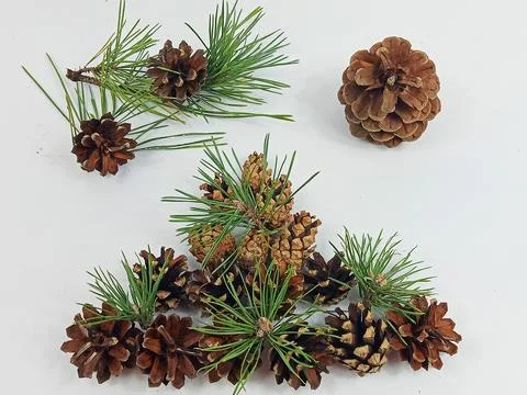 Pine cones and green branches on a white background Stock Photos