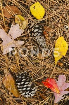 Pine cones and leaves Stock Photos