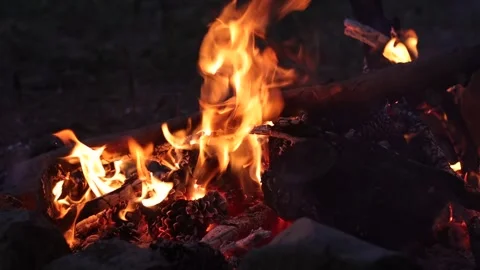 Pine Cones and Logs Burning on Campfire in the Evening Stock Footage 303522877