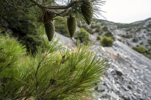Pine Cones and Needles Above Penteli Marble Quarry Greece Stock Photos