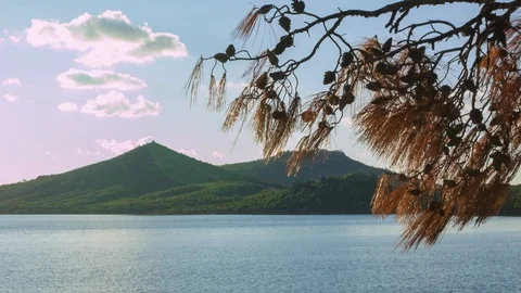 Pine cones and needles are blowing in the wind Stock Footage 99929407