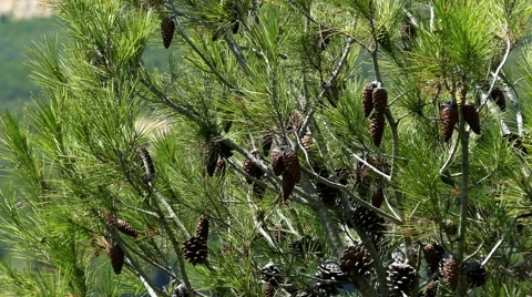 Pine Cones and Needles Stock Footage 40954104