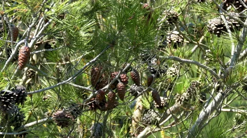 Pine Cones and Needles Stock Footage 40954779