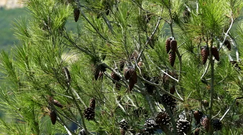Pine Cones and Needles Stock Footage 40955692
