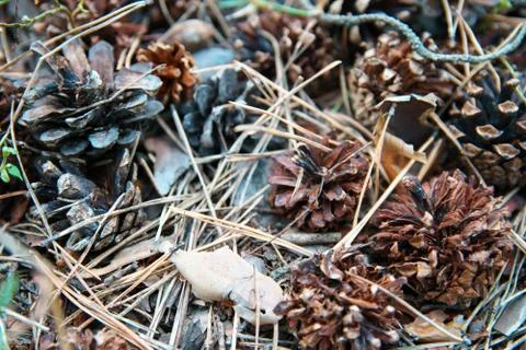 Pine cones and needles on forest floor. Stock Photos