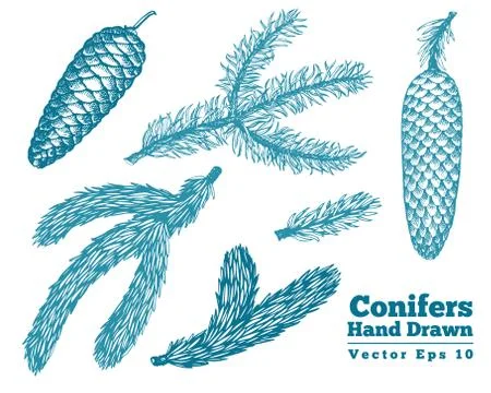 Pine cones and needles hand drawn branches vector illustrations set. Vintage  Stock-Illustration