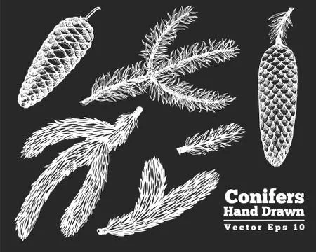 Pine cones and needles hand drawn chalk vector illustrations set. Vintage sty Stock Illustration