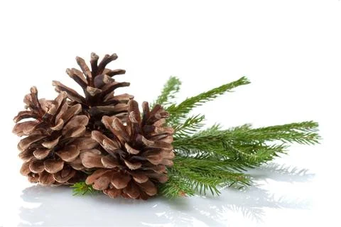 Pine Cones and Needles Stock Photos