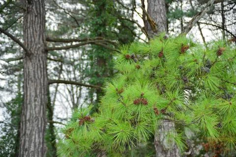 Pine cones and needles Stock Photos