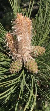 Pine cones and needles Stock Photos