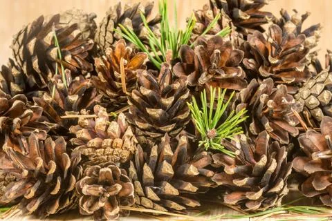 Pine cones and needles on the pine board Stock Photos