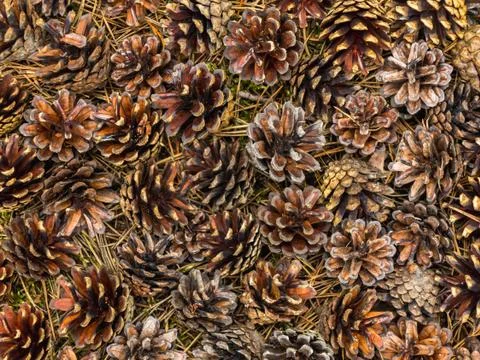 Pine cones and needles, texture, close-up Stock Photos