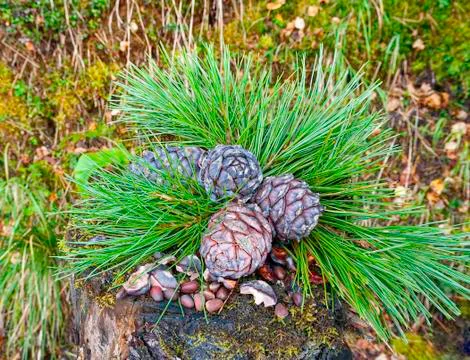 Pine cones and nuts are overgrown with moss on the stump. Moss and grass back Stock Photos