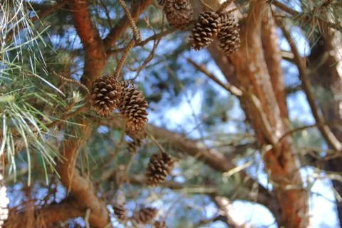 Pine cones and pine cones fallen on the floor for Christmas Stock Photos