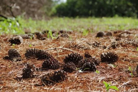 Pine cones and pine cones fallen on the floor for Christmas Stock Photos