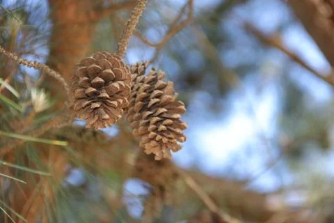Pine cones and pine cones fallen on the floor for Christmas Stock Photos