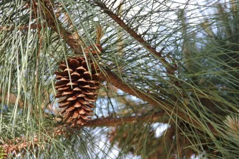 Pine cones and pine cones fallen on the floor for Christmas Stock Photos