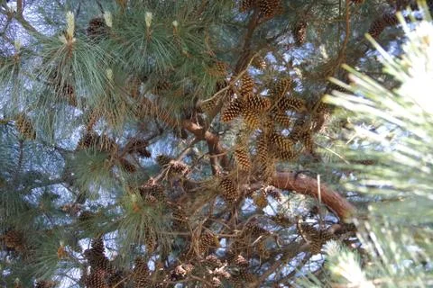 Pine cones and pine cones fallen on the floor for Christmas Stock Photos