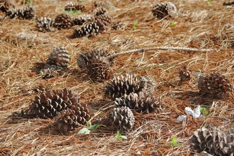 Pine cones and pine cones fallen on the floor for Christmas Stock Photos
