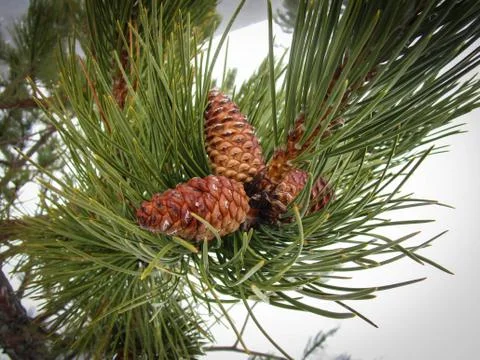 Pine cones and pine needles in the snow Stock Photos