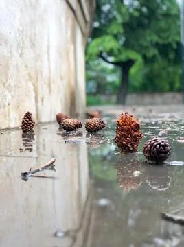 Pine cones and pine needles after rain Stock Photos