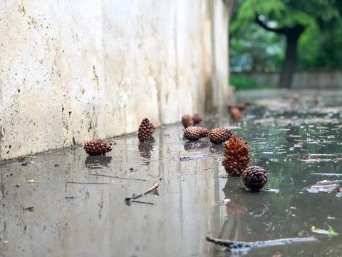 Pine cones and pine needles after rain Photos