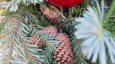 Pine Cones And Red Ornament On Christmas Tree Stock Footage 341276739