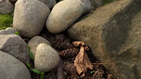 Pine cones and smooth stones 動画素材 320376276