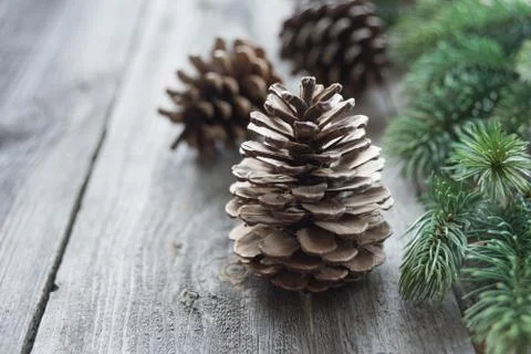 Pine cones and spruce branches Stock Photos