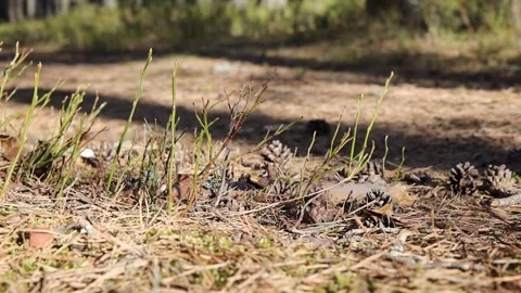 Pine cones and sticks on a forest trail Video stock 305567622