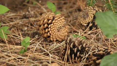 Pine cones are lying on dry grass Stock Footage 249062322
