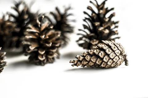 Pine cones are randomly arranged. The foreground is in focus, the background  Stock Photos