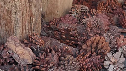 Pine cones arranged beside a rustic wooden. Stock Footage 305974553