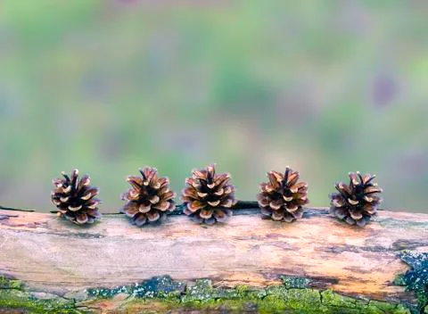 Pine cones arranged on a branch Stockfoto's