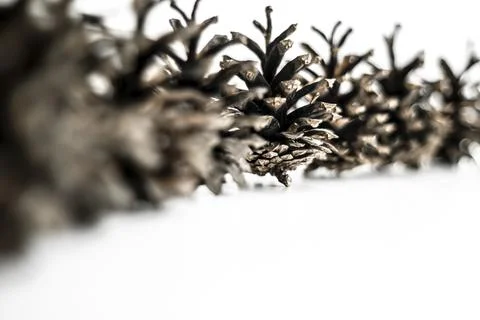 Pine cones arranged in a row. Close-up. Space for text. Topics: New Year, Chr Stock Photos