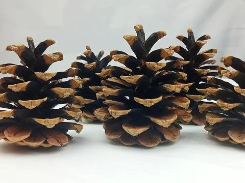 Pine Cones Arranged on White Background Natural Winter Still Life Stock Photos